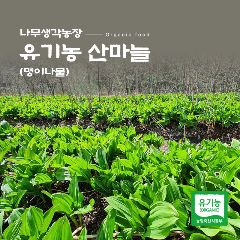 나무생각농장,나무생각농장 유기농 산마늘(명이나물) 1kg